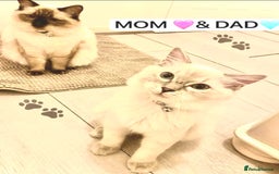 Ragdoll cats for sale: Lovely Ragdoll looking for lovely family - Advert 10