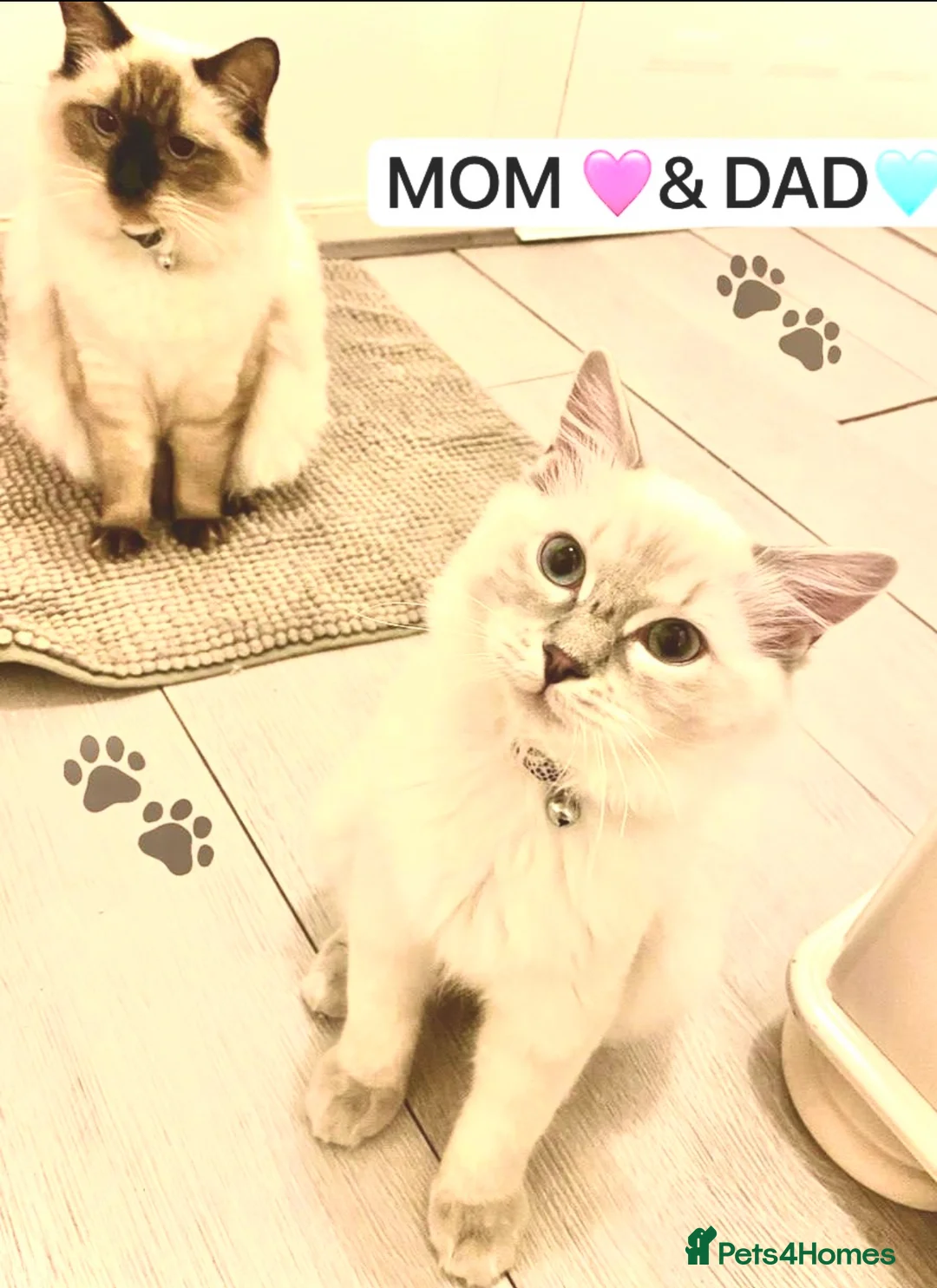 Ragdoll cats for sale: Lovely Ragdoll looking for lovely family - Advert 10