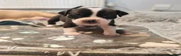 Mixed Breed dogs for sale: Olde English Bulldogg/ Alapaha bulldogg puppies  in Blackburn - Advert 2