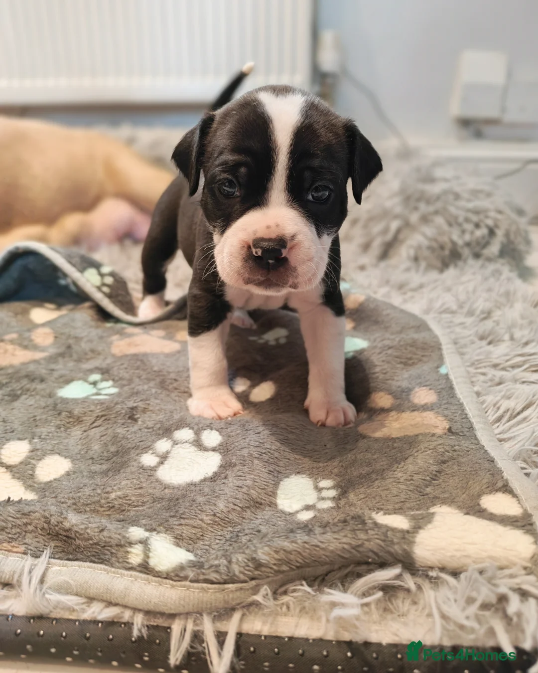 Mixed Breed dogs for sale: Olde English Bulldogg/ Alapaha bulldogg puppies  in Blackburn - Advert 2