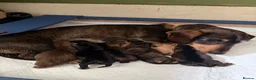 Miniature Dachshund dogs for sale: Miniature Daschunds - Advert 15