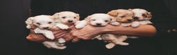 Maltipoo dogs for sale: BEST IN CLASS - F2 MALTIPOO PUPPIES - Advert 2