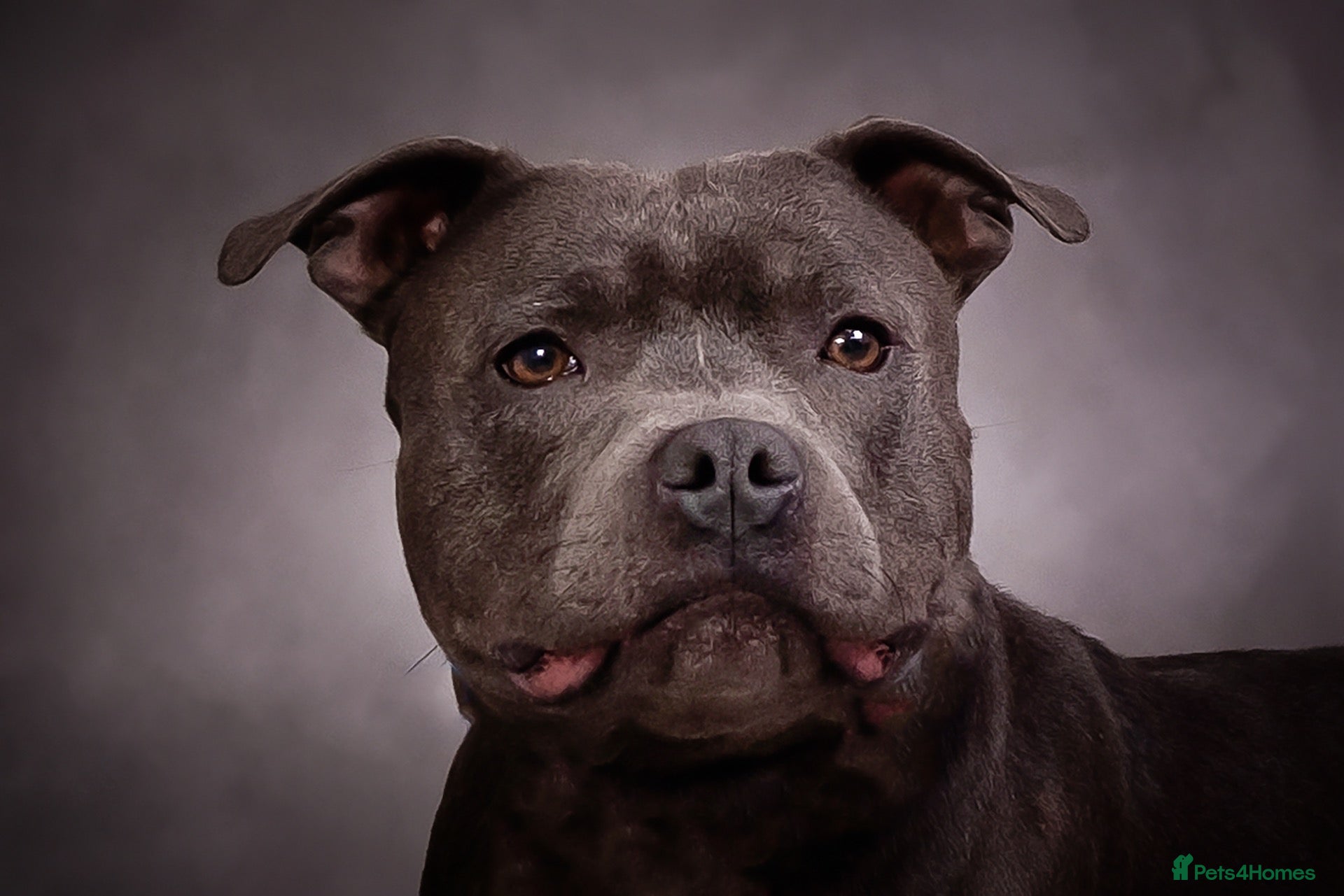 Staffordshire Bull Terrier dogs Mr Charming Teddy  - Advert 1