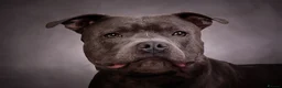 Staffordshire Bull Terrier dogs for stud: Mr Charming Teddy  - Advert 1