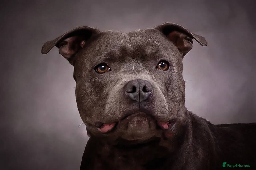 Staffordshire Bull Terrier dogs for stud: Mr Charming Teddy  - Advert 1