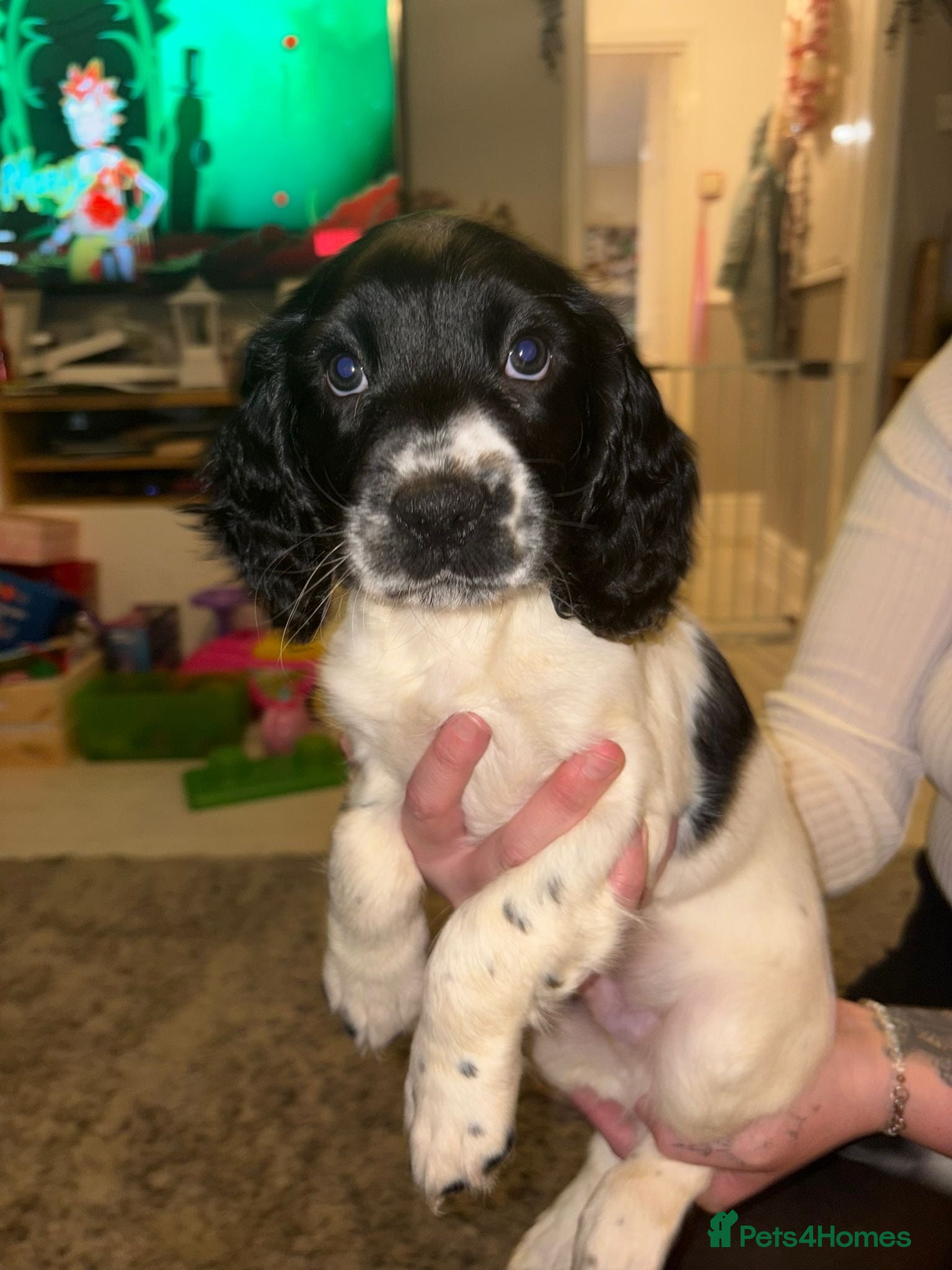 English Springer Spaniel dogs Stunning Springer boy READY NOW - Advert 5