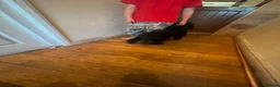 Mixed Breed dogs for sale:  **  Nibblet in Bordon - Advert 11