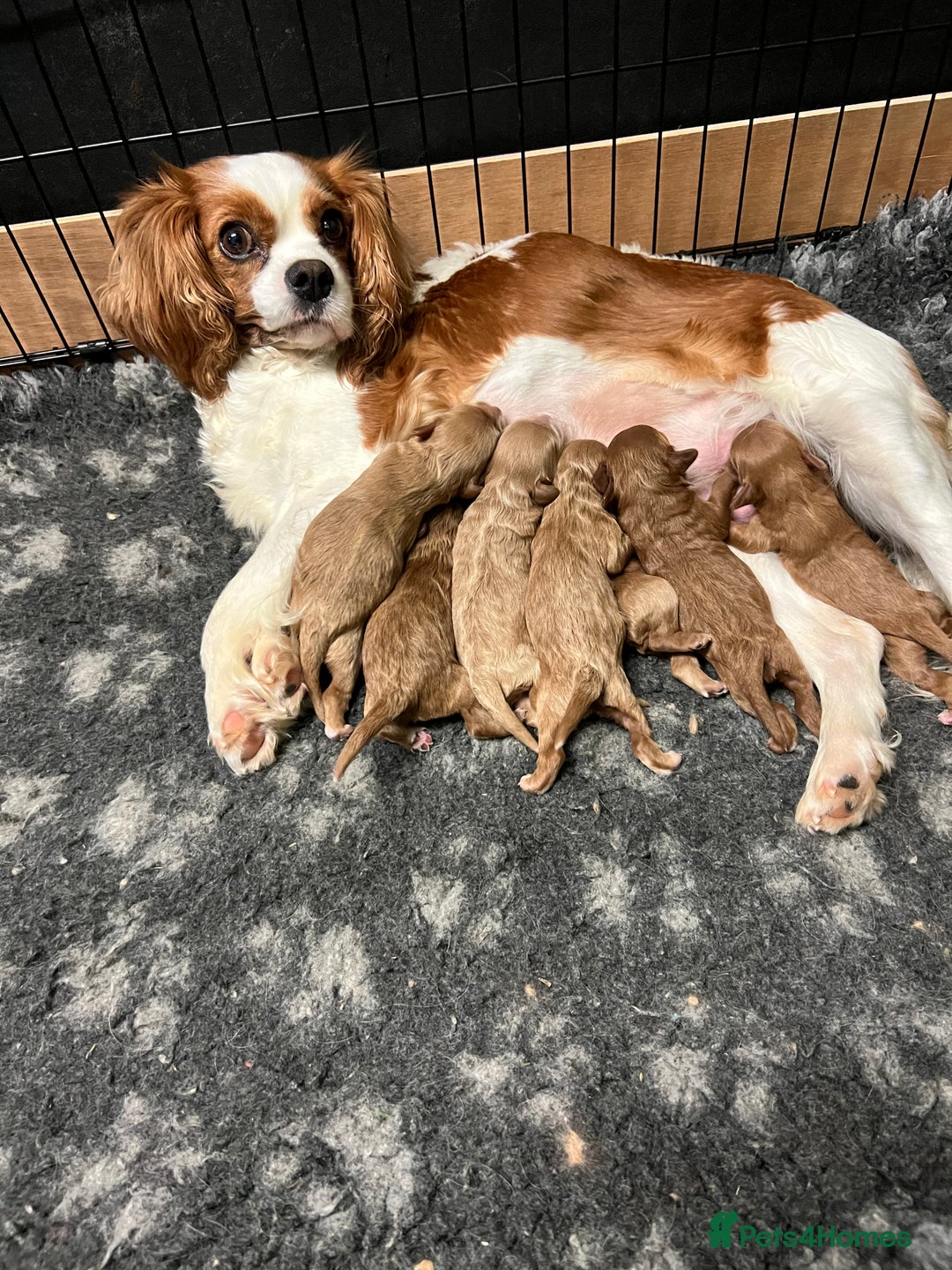 Cavapoo dogs for sale: Cavapoos puppies  - Image 31