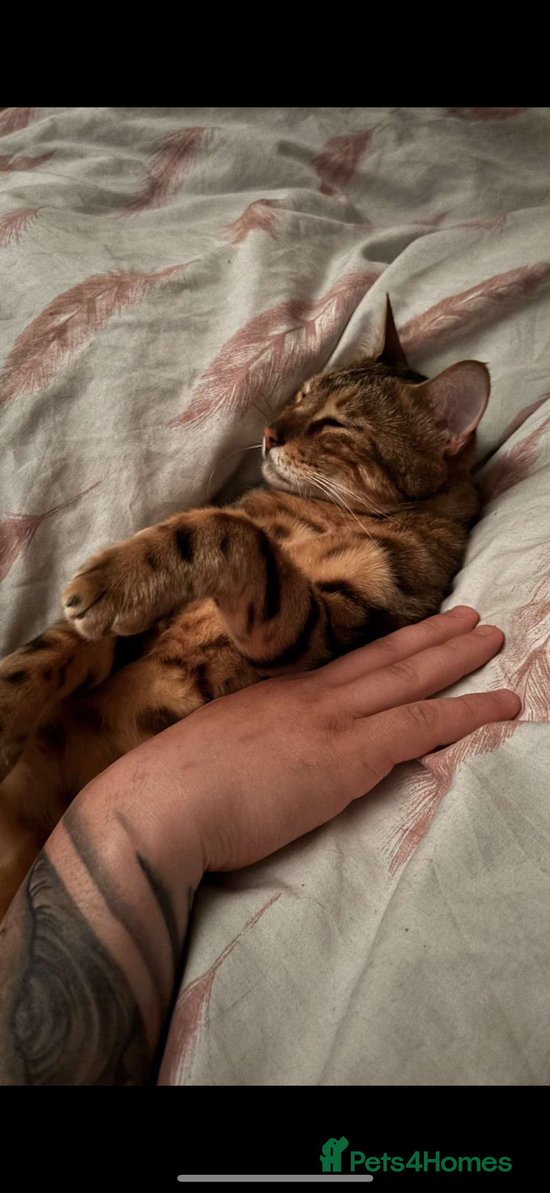 Bengal cats for sale: Bengal  - Image 3