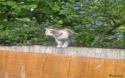 Mixed Breed cats for sale: Beautiful Calico - Image 8