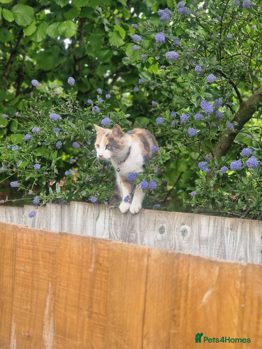 Mixed Breed cats for sale: Beautiful Calico - Image 8