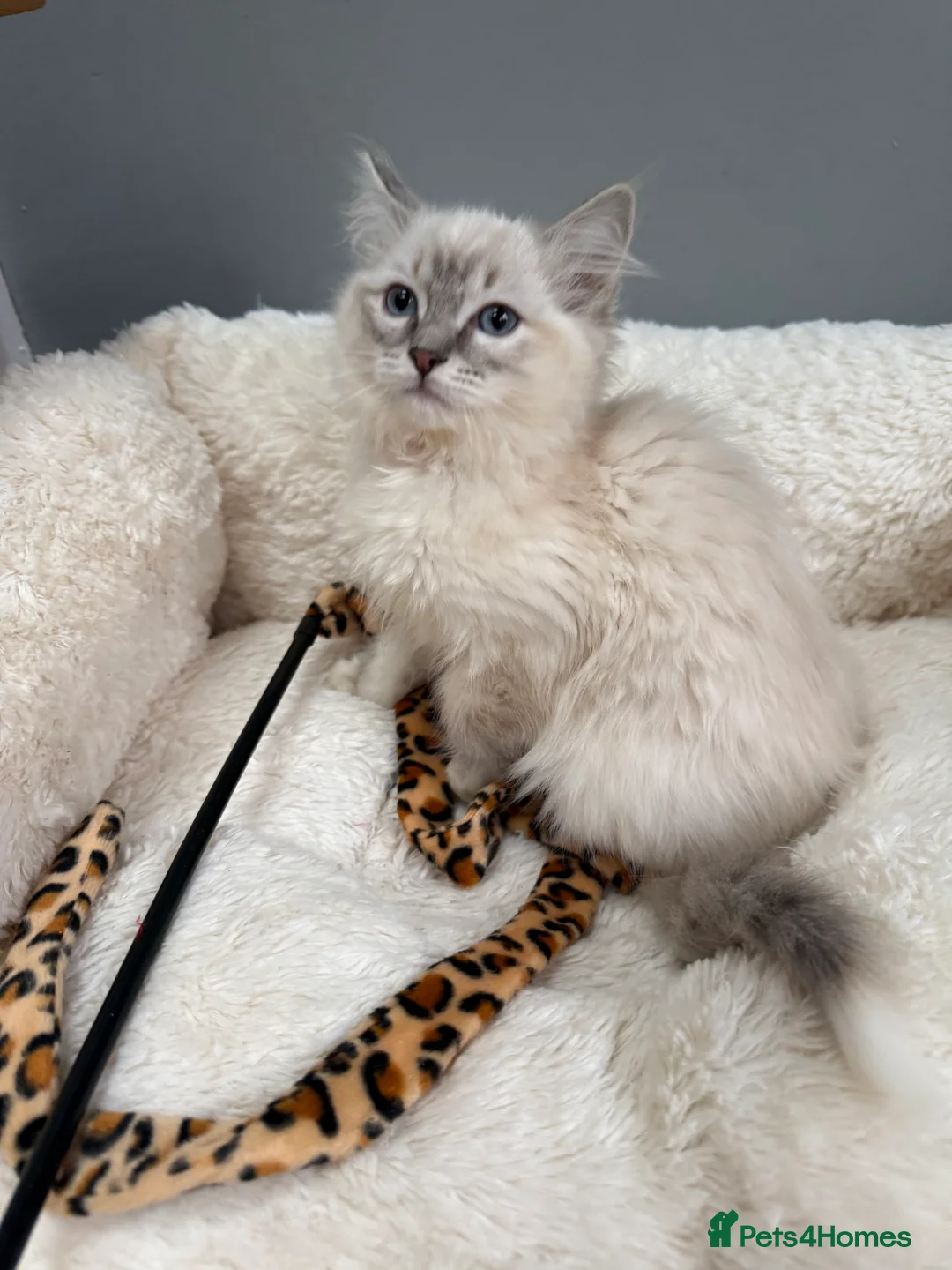 Ragdoll cats for sale: 🏅GCCF RAGDOLLS AWARD WINNING LINES NOW AVAILABLE  - Advert 15