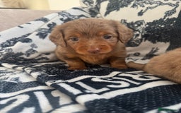 Miniature Dachshund dogs for sale: 3 Beautiful miniature longhair dachshund puppies - Image 31