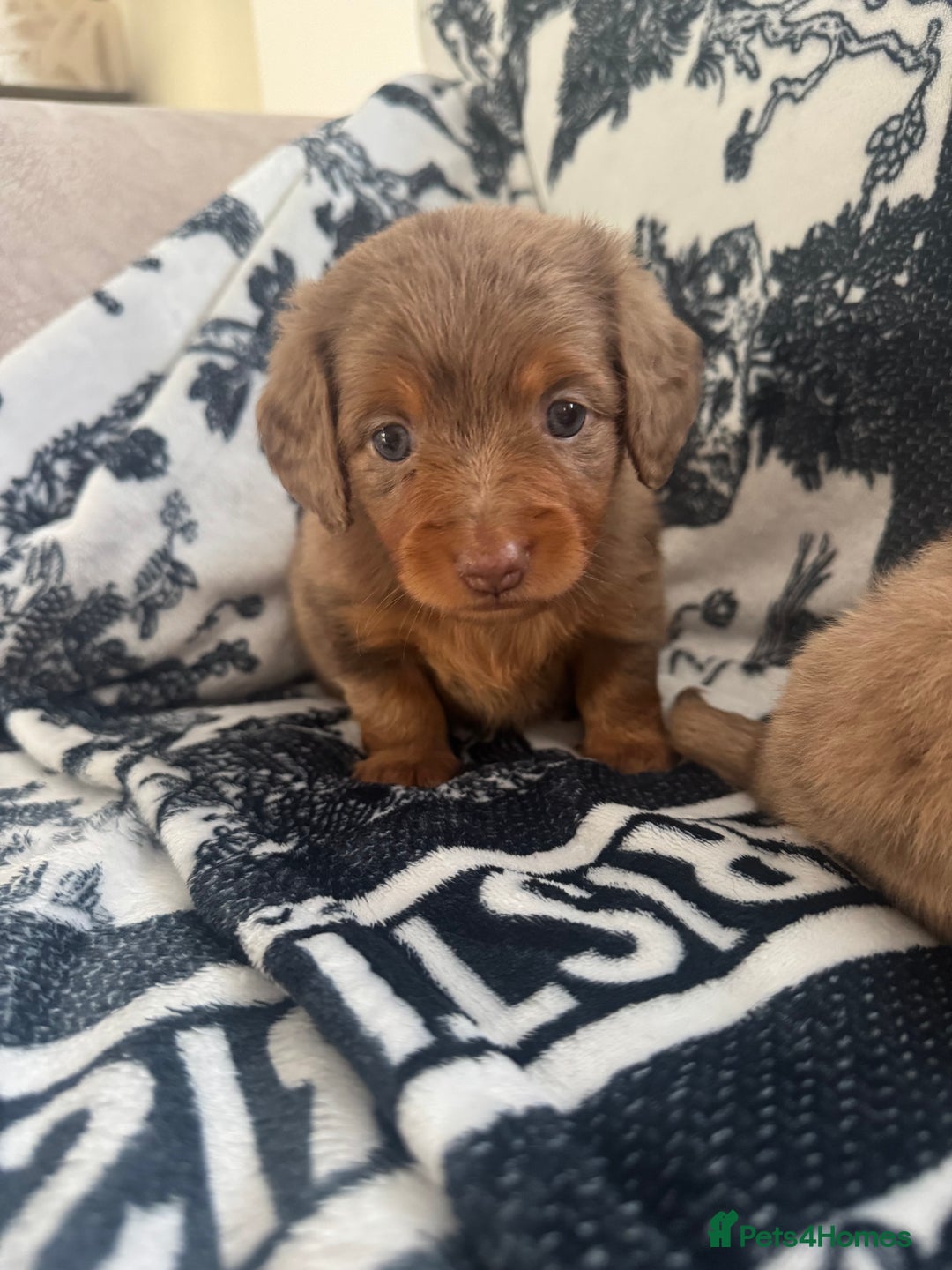 Miniature Dachshund dogs for sale: 3 Beautiful miniature longhair dachshund puppies - Image 31