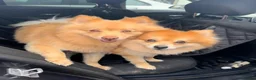 Pomeranian dogs for stud: bluebell  - Advert 4