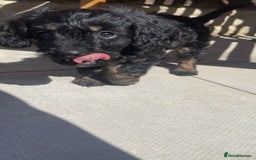 Cockapoo dogs for sale: Beautiful F1B Cockerpoos🐶 - Image 34