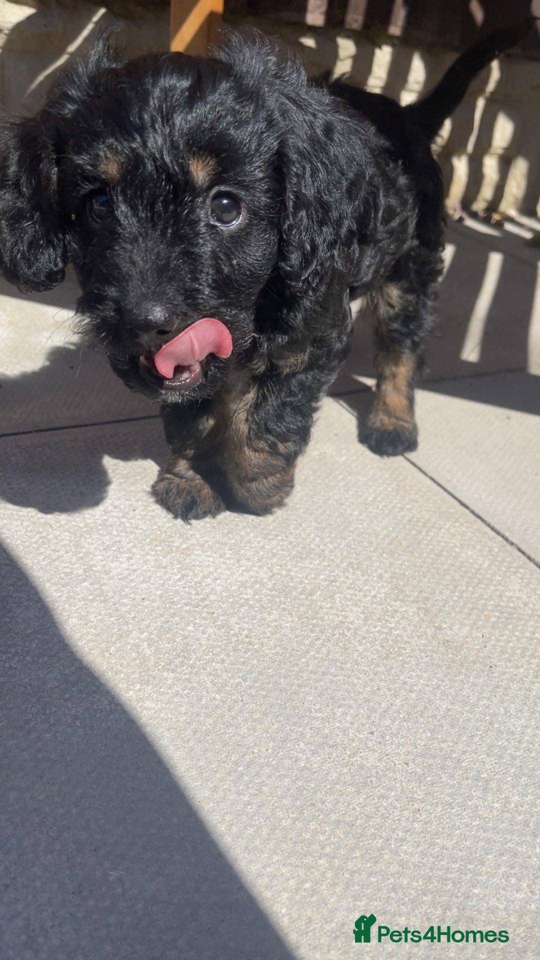 Cockapoo dogs for sale: Beautiful F1B Cockerpoos🐶 - Image 34