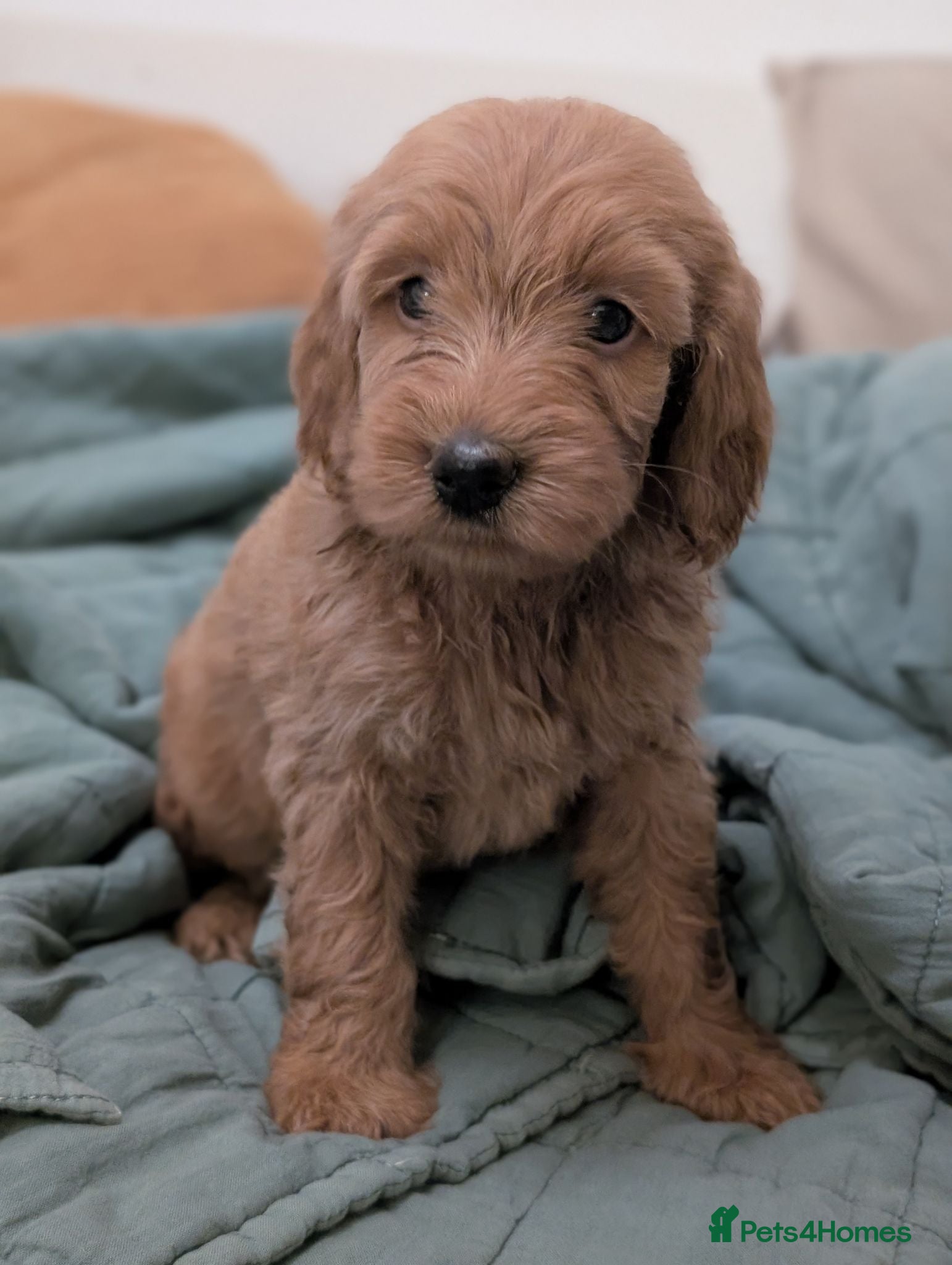 Mini Goldendoodle dogs Last female -F1BB Miniature Goldendoodle puppies  - Advert 1