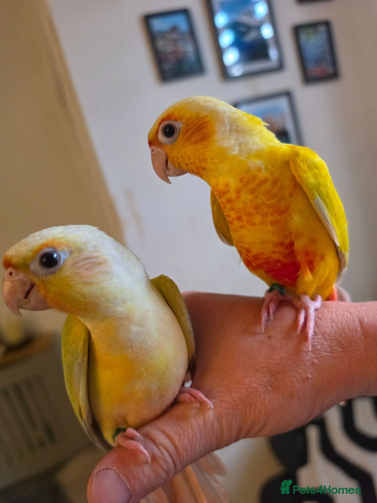 Conures birds Handreared! £295 ono LAST 1! - Advert 2