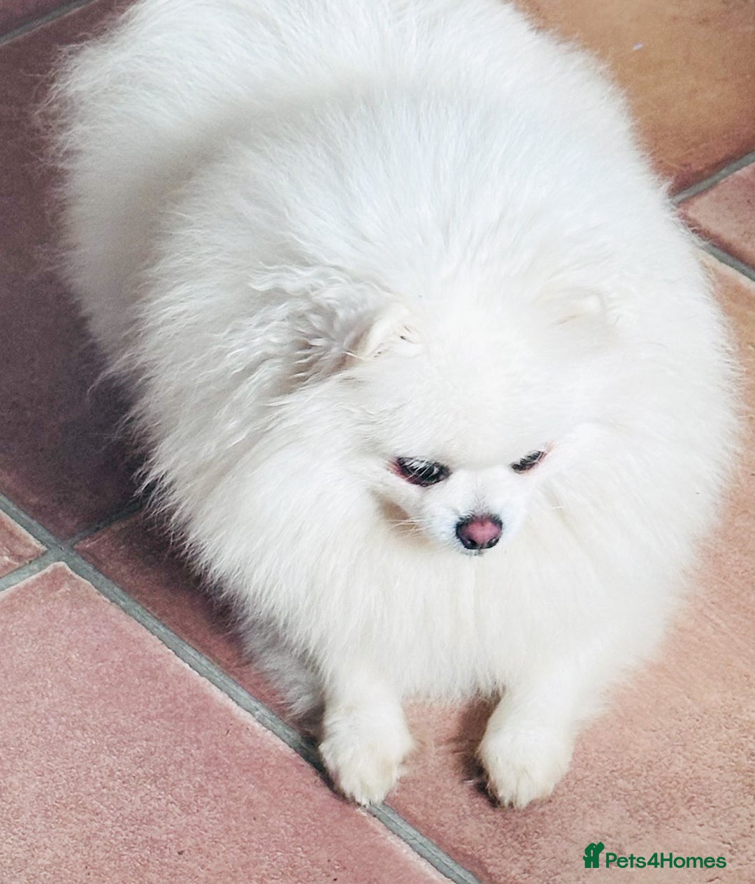 Pomeranian dogs for sale: Bridgerton KC Teddy Bear Faced Pomeranians - Image 14