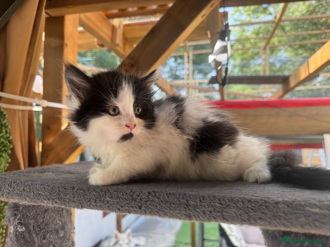 Mixed Breed cats for sale: Mix Mainecoon kittens - Image 9