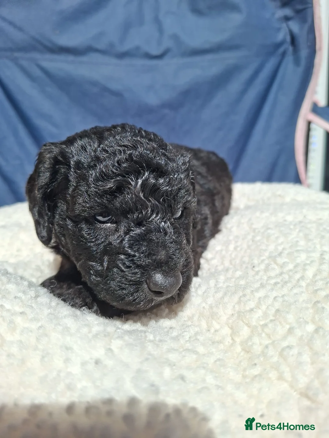 Poochon dogs for sale: F2 poochons in Pontypool - Advert 2
