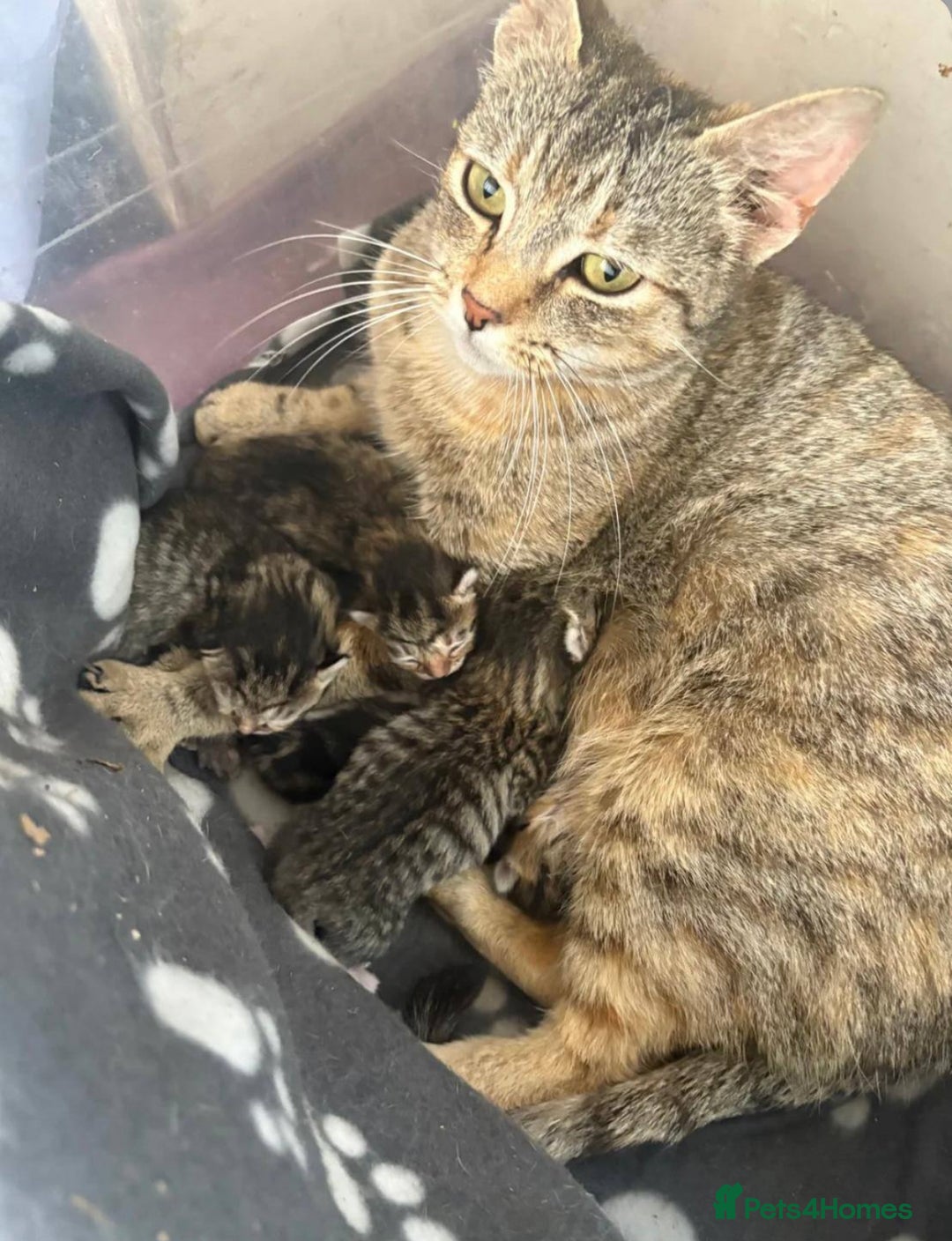 Mixed Breed cats for sale: GORGEOUS KITTENS  - Image 12