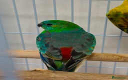 Parrots birds for sale: Beautiful talking singing Young Red Rump Parrot  - Image 1