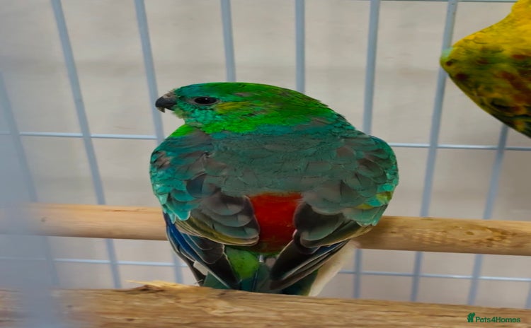Parrots birds - Advert 6