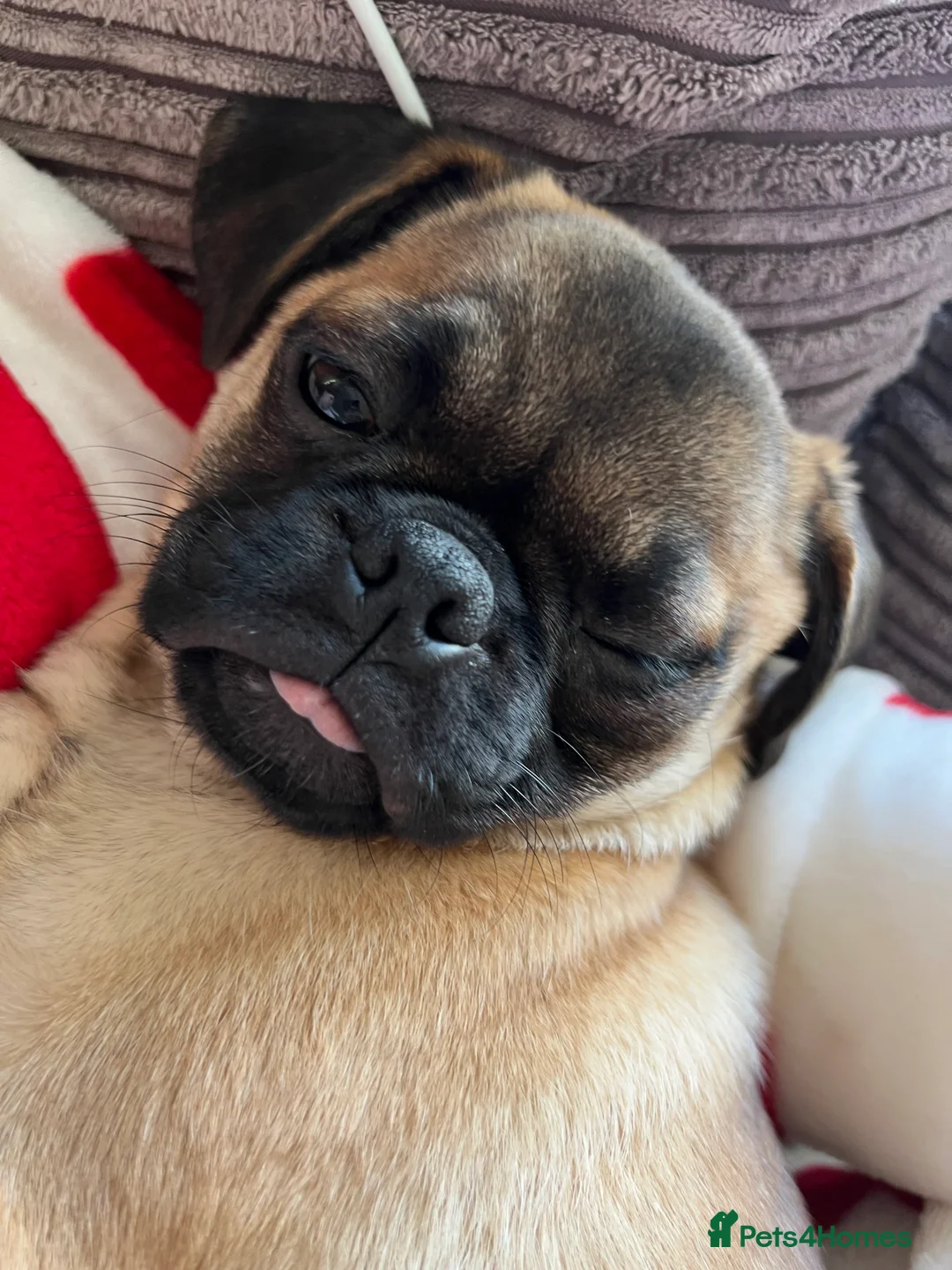 Pug dogs for sale: Loving Home Needed for 2-Year-Old Female Pug in Aldershot - Advert 9