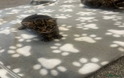 Domestic Shorthair cats for sale: Kittens  - Image 5