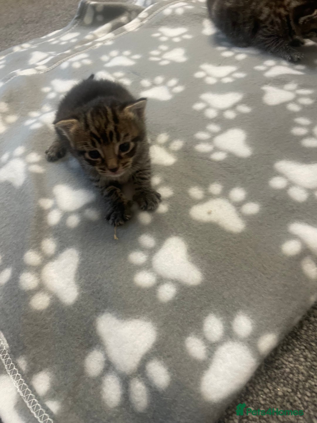 Domestic Shorthair cats for sale: Kittens  - Image 5