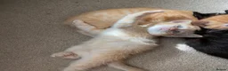 Mixed Breed cats for sale: Little best friends - Advert 3