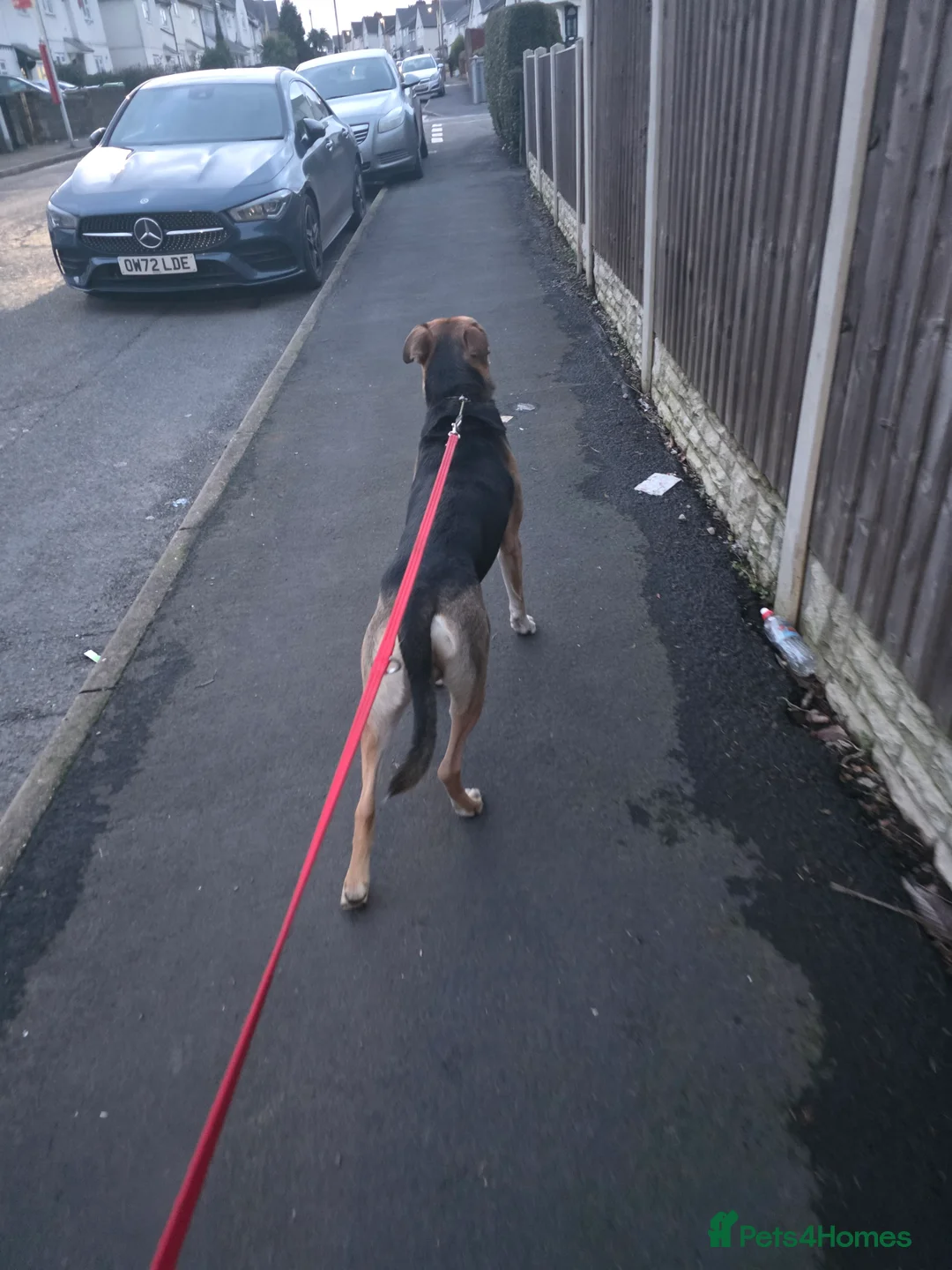 Mixed Breed dogs for sale: Huntway cross - Advert 5