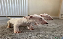 English Bull Terrier dogs for sale: 5* Stunning English Bull Terrier Pups  - Image 12