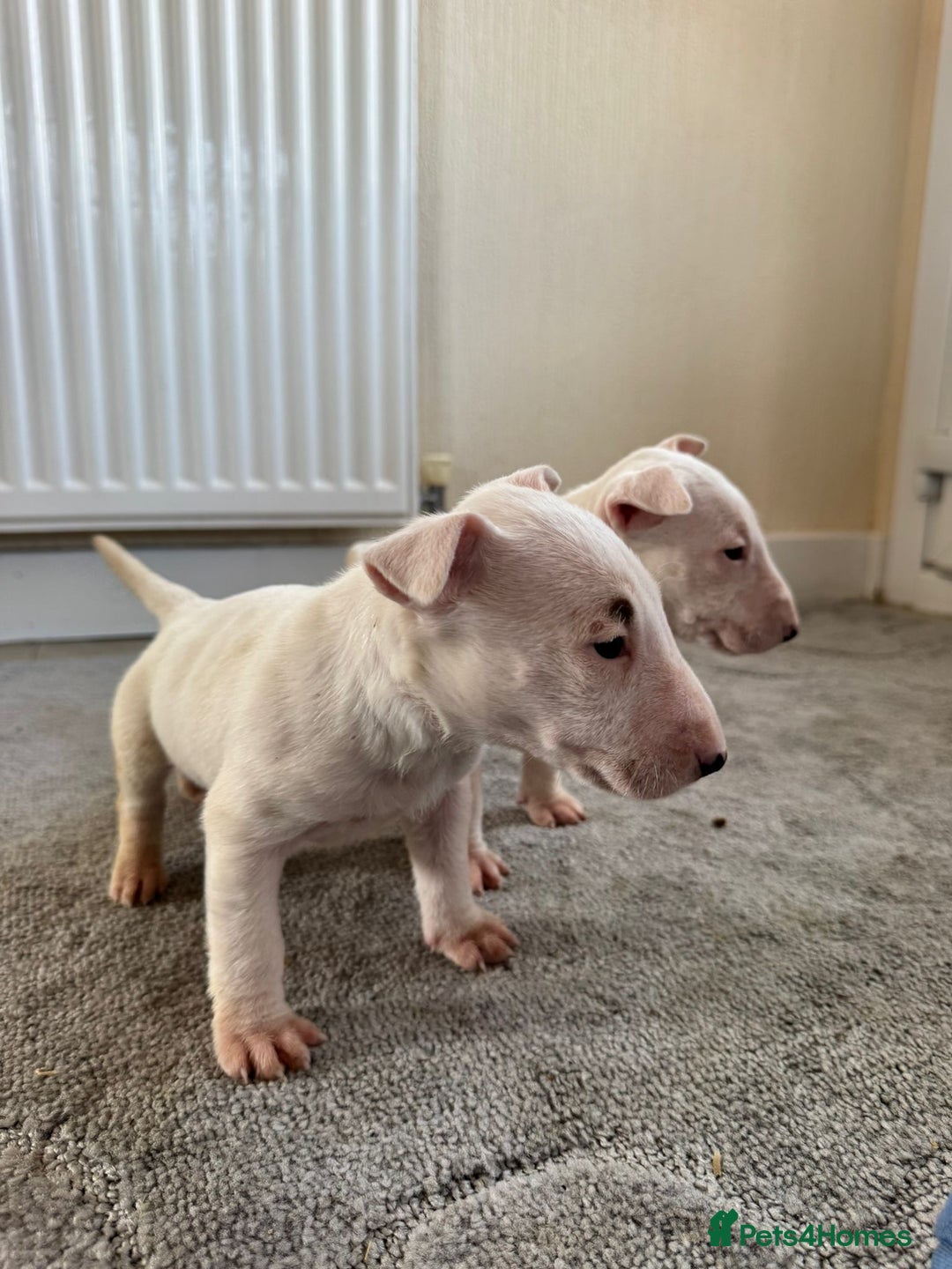 English Bull Terrier dogs for sale: 5* Stunning English Bull Terrier Pups  - Image 12