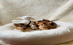 Abyssinian cats for sale: 🏆🥇🏵️Top Quality Champion Lines Abyssinian - Image 8