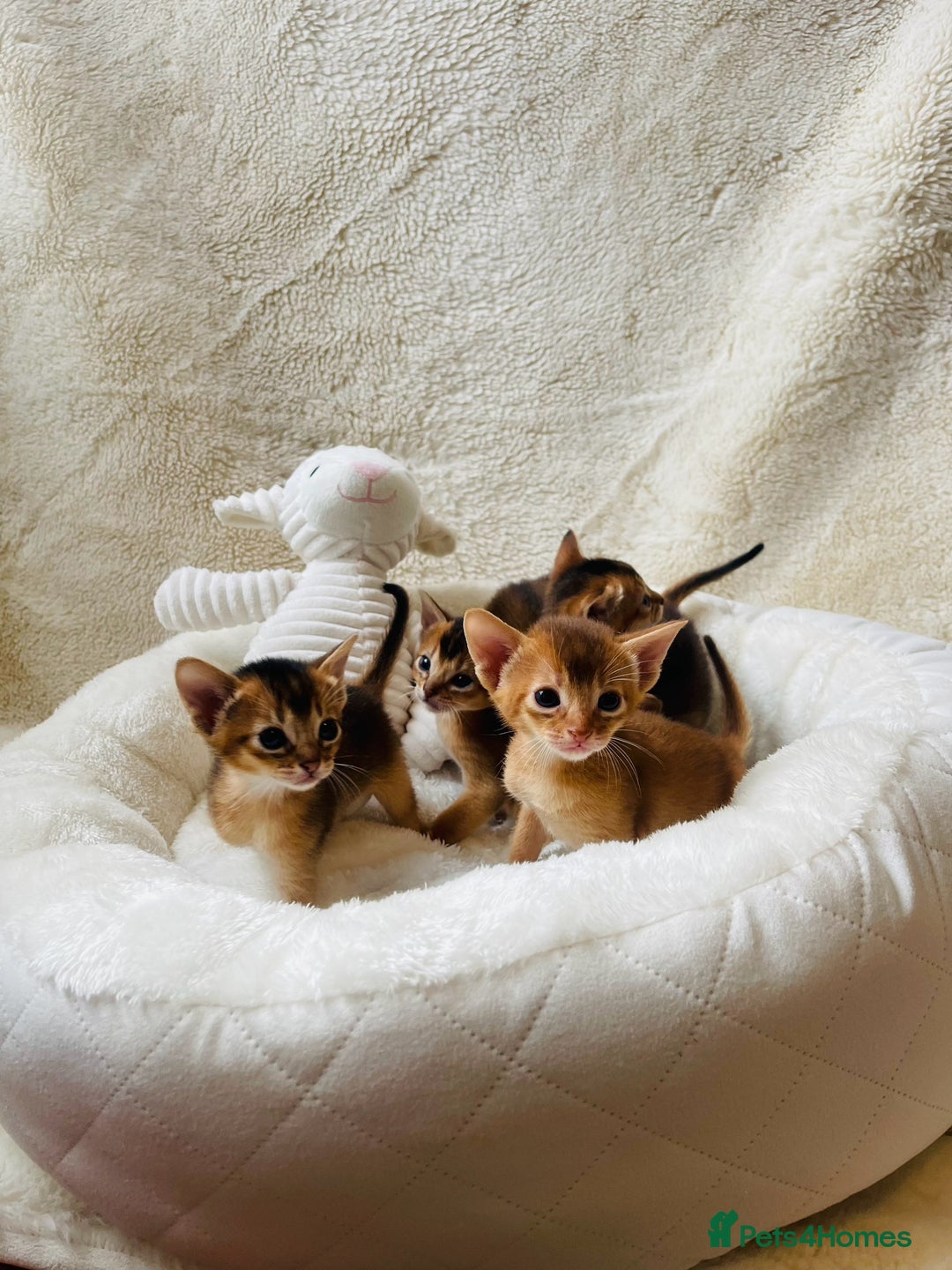 Abyssinian cats for sale: 🏆🥇🏵️Top Quality Champion Lines Abyssinian - Image 8