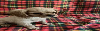 Cavalier King Charles Spaniel 2