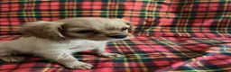 Cavalier King Charles Spaniel dogs for sale: Beautiful Cavalier King Charles Spaniel Puppies in Newark - Advert 8