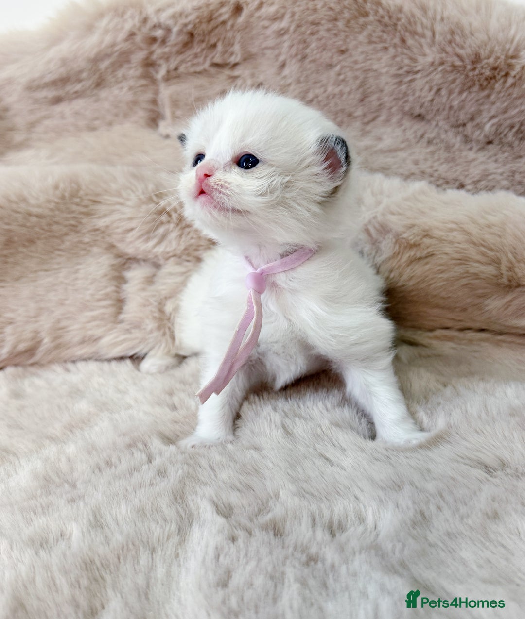 Ragdoll cats for sale: ✨ 4 Gorgeous Ragdoll Kittens ✨ - Advert 6