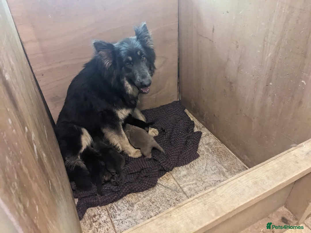 German Shepherd dogs for sale: Big bold and loyal  unique colours - Advert 25