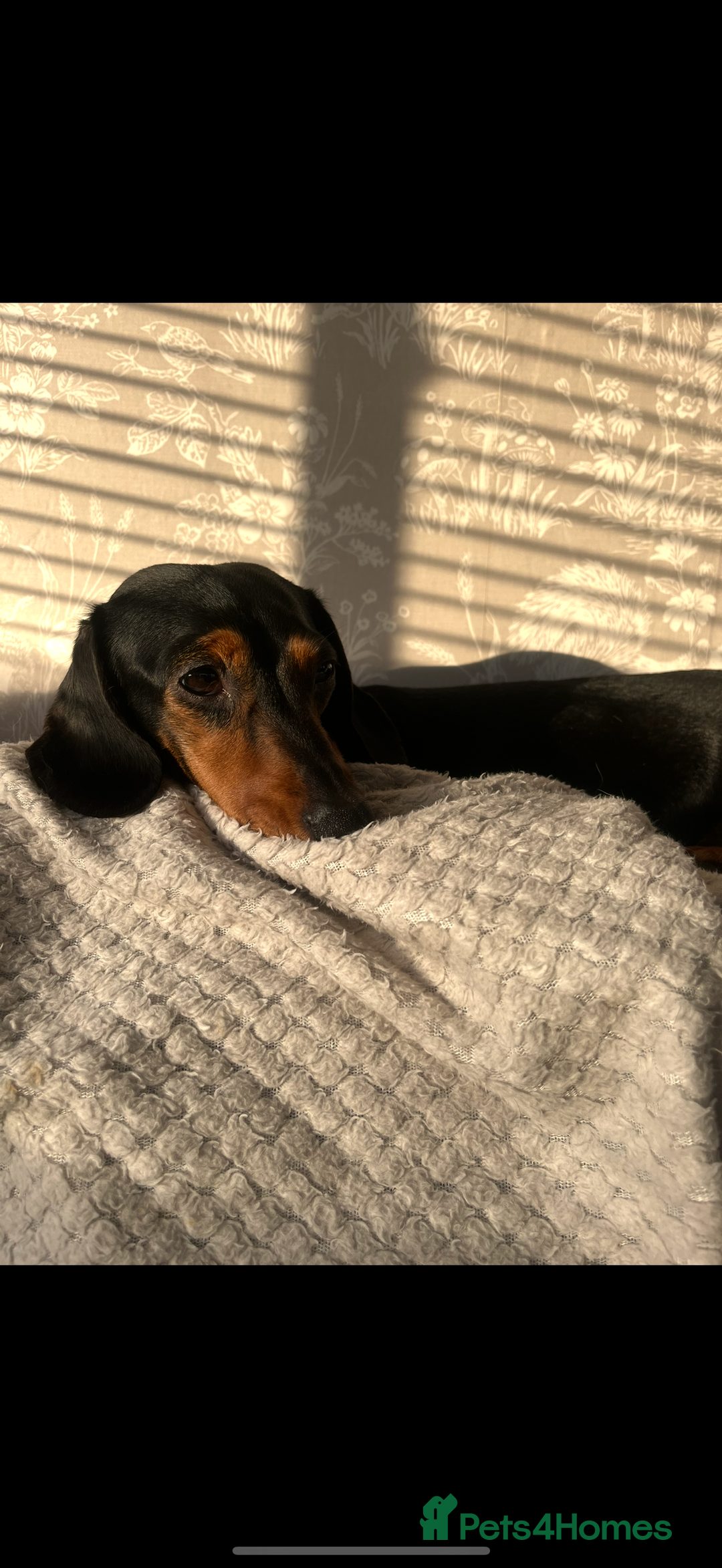 Miniature Dachshund dogs for sale: Miniature Dachshunds For Sale  - Image 10