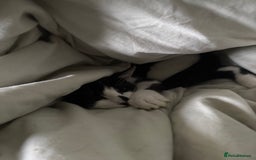 Ragdoll cats for sale: Nico- super friendly  - Image 2