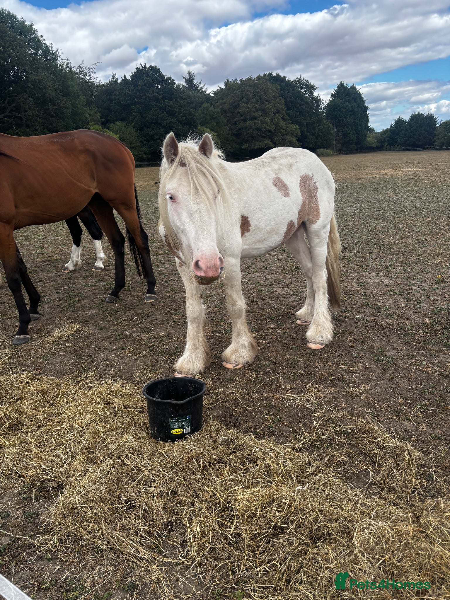 Other Breed horses Range of horses and ponies for sale  - Advert 1