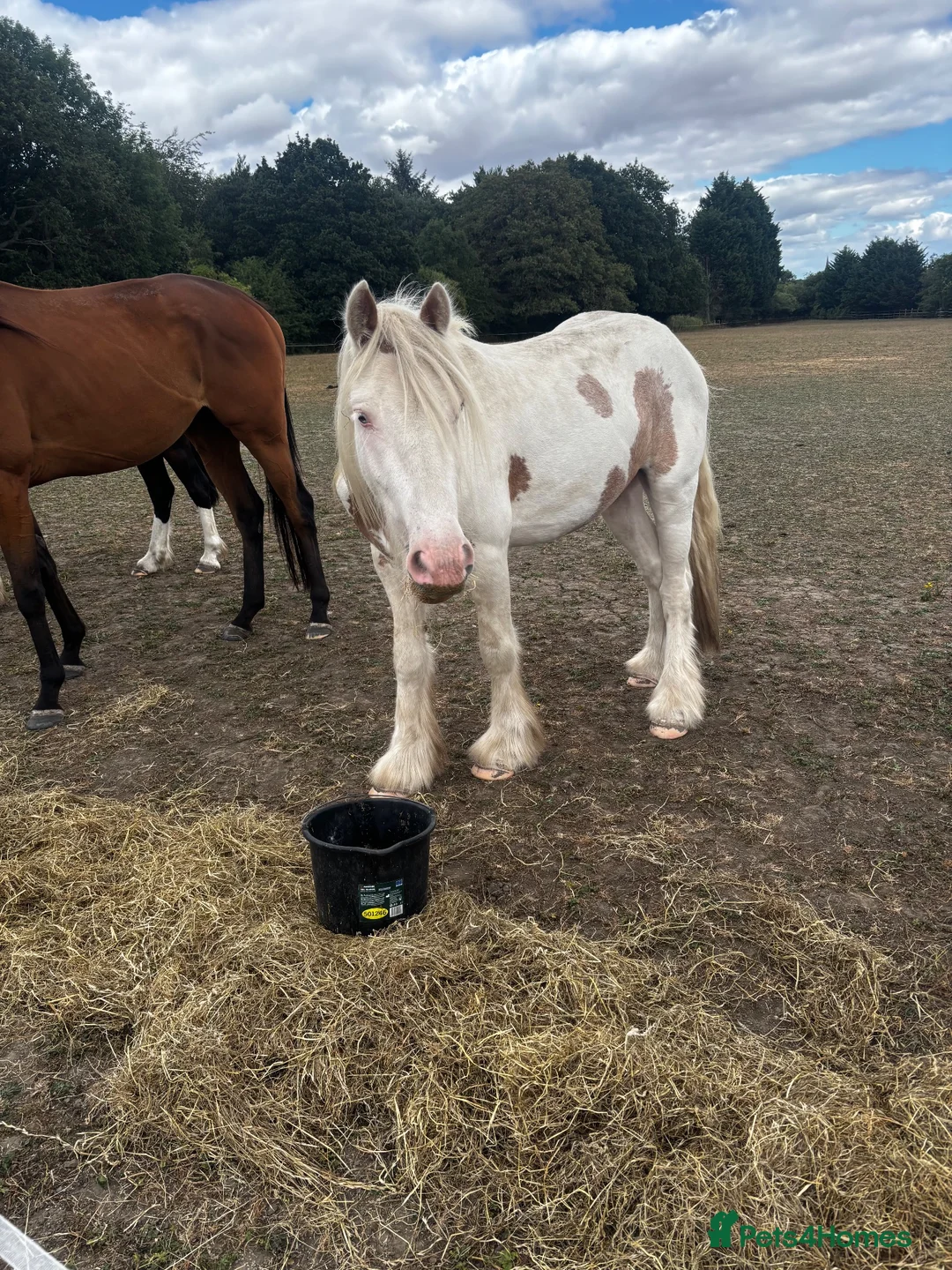 Other Breed horses for sale: Range of horses and ponies for sale  in Harrogate - Advert 1