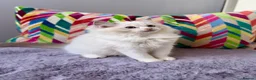Ragdoll cats for sale: TICA registered ragdoll kittens from champions - Advert 11
