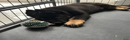 German Shepherd dogs for sale: Working line german Shepard  - Advert 2