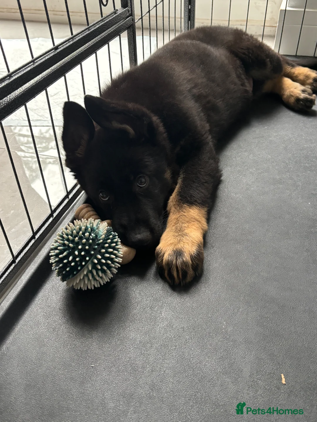 German Shepherd dogs for sale: Working line german Shepard  - Advert 2