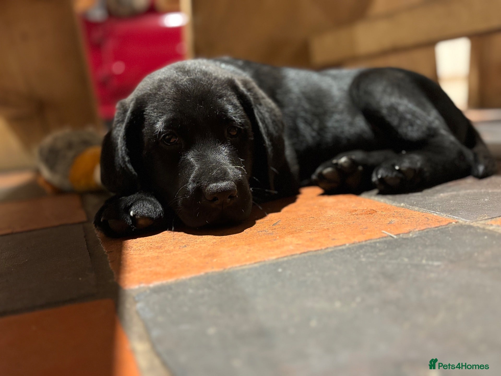 Labrador Retriever dogs 🩵 Cute & Cuddly 🩵 Ready Now, Lab Pup  - Advert 17